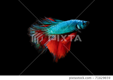 Half moon blue and red betta isolated on black background 71829659