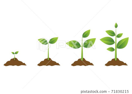Growing plant process. Planting tree infographic. Vector illustration in flat style 71830215