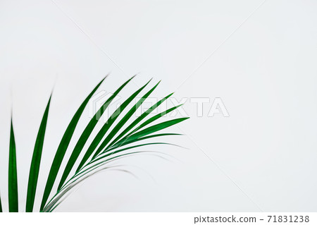 Minimal natural background with green houseplant Minimal natural background with green houseplant 71831238