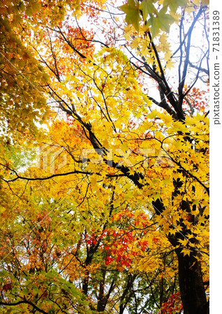 Hokkaido University's ginkgo trees Hokkaido University's ginkgo trees 71831389