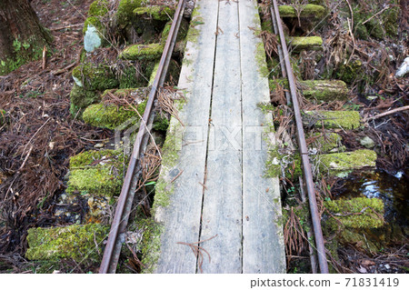 Track traces in the Ashio Forest Track traces in the Ashio Forest 71831419