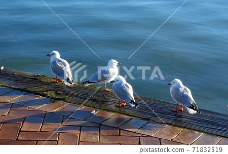 A herd of herring gulls on the shores of Lake Rotorua, New Zealand A herd of herring gulls on the shores of Lake Rotorua, New Zealand 71832519