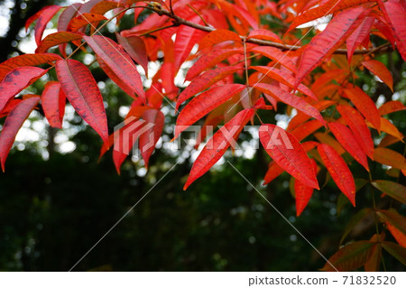 Red autumn leaves of poison ivy Red autumn leaves of poison ivy 71832520