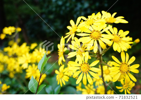 椿與黃色的花朵 椿與黃色的花朵 71832521