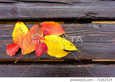 Fallen leaves and red nuts that turned red and yellow Fallen leaves and red nuts that turned red and yellow 71832524