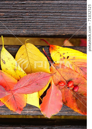 Fallen leaves and red nuts that turned red and yellow Fallen leaves and red nuts that turned red and yellow 71832525