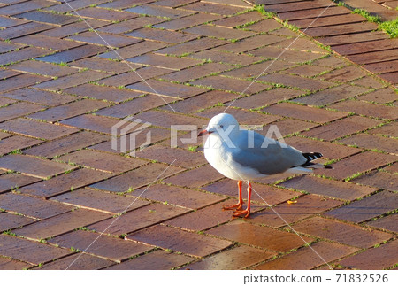 New Zealand Rotorua Lake Herring Gull New Zealand Rotorua Lake Herring Gull 71832526