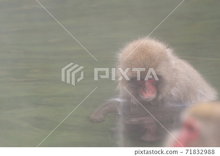 Japanese macaque warming up in the bath 71832988