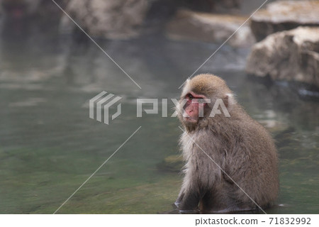 Japanese macaque warming up in the bath 71832992