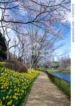 黃水仙盛開的公園 71834235