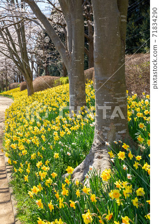 A park where daffodils are in full bloom A park where daffodils are in full bloom 71834290