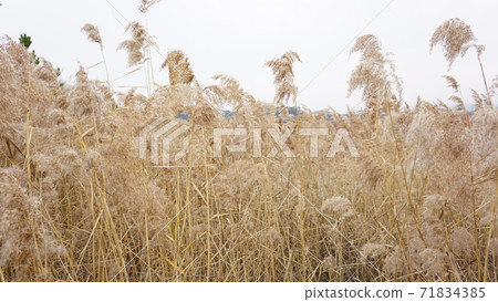 The dry reed field turned yellow. The dry reed field turned yellow. 71834385