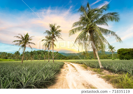 Agriculture landscape 71835119