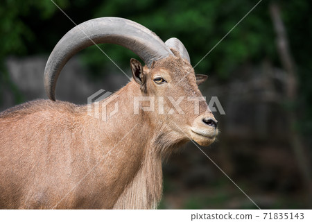 Barbary sheep 71835143