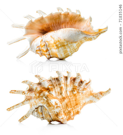 Sea shell group Sea shell group 71835146