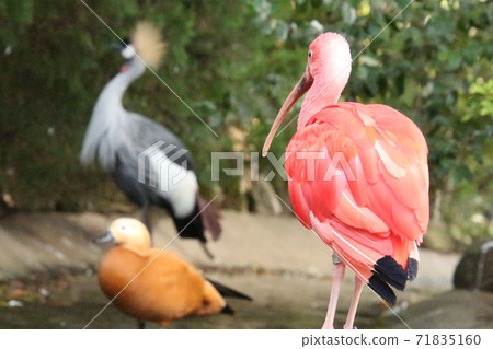 Birds at the point where Scarlet ibis looks 71835160