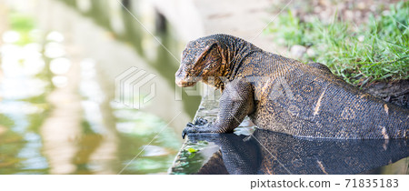 Water monitor Water monitor 71835183
