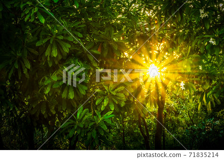Sun beam pass through green leaf Sun beam pass through green leaf 71835214