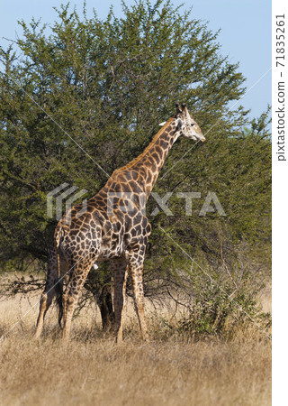 Giraffe South Africa 71835261