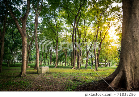 Tree in Public Park 71835286