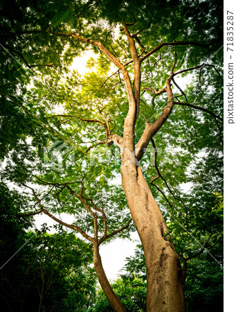 Big Tree In Forest 71835287