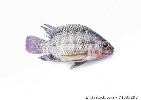 Fresh tilapia fish isolated on the white background 71835298