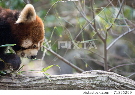 Lesser panda eating bamboo leaves 71835299