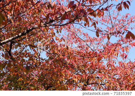 Autumn trees that have begun to color Autumn trees that have begun to color 71835397