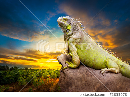 Green iguana 71835978
