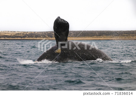 Orca Patagonia , Argentina 71836014
