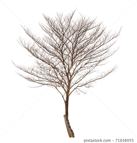 Dead tree 71836055