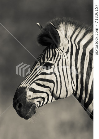 Common Zebra, South, Africa 71836157