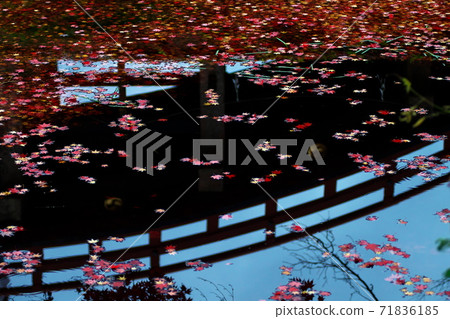 Niutsuhime Shrine, a drum bridge that reflects the autumn leaves floating in the pond, Katsuragi Town, Wakayama Prefecture Niutsuhime Shrine, a drum bridge that reflects the autumn leaves floating in the pond, Katsuragi Town, Wakayama Prefecture 71836185