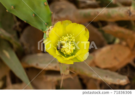 Prickly Pear Cactus with Yellow Flower and bee in Ayia Napa coast in Cyprus. Pollination of a flower. Opuntia, ficus-indica, Indian fig opuntia, barbary fig, blooming cactus pear 71836306
