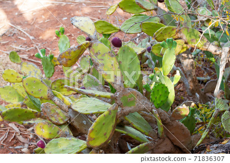 Beautiful Prickly Pear Cactus with burgundy fruits in Ayia Napa coast in Cyprus. Opuntia, ficus-indica, Indian fig opuntia, barbary fig, blooming cactus pear 71836307
