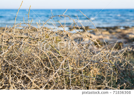 Dry bush in Ayia Napa coast in Cyprus 71836308
