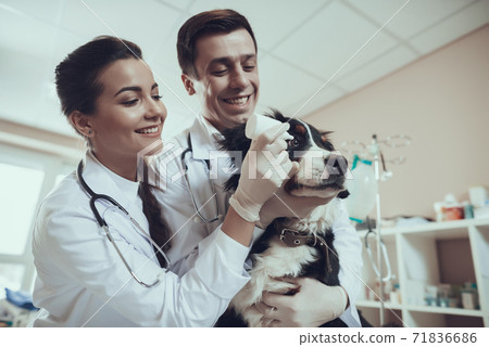 A veterinarian in a white coat drips eyes to dog. 71836686