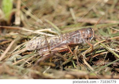 Tonosama beatta (brown type) 71836779