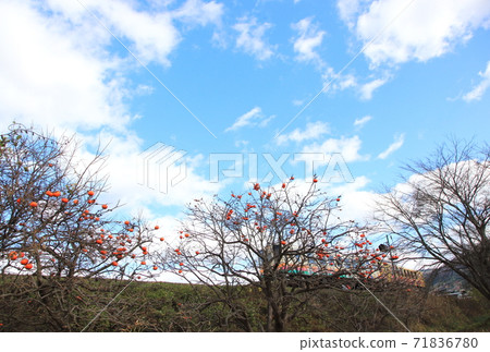 Remaining persimmon and local line (Yamagata Railway Flower Nagai Line) 71836780
