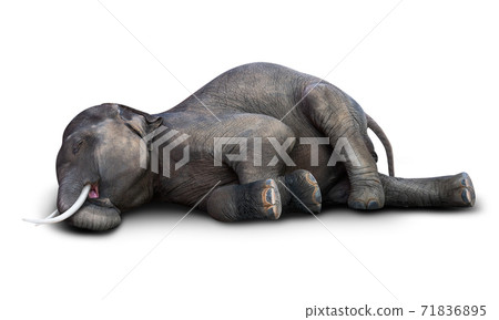 Dead elephant isolated 71836895