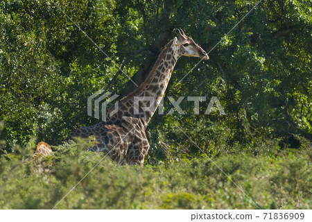 Giraffe South Africa Giraffe South Africa 71836909