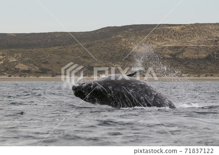 Orca Patagonia , Argentina 71837122