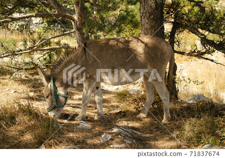 donkey in a forest clearing donkey in a forest clearing 71837674