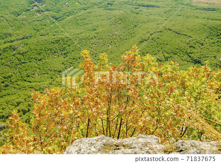 Autumn forest aerial drone view Autumn forest aerial drone view 71837675