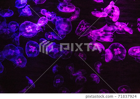 The Grand Aquarium in Ocean Park, Hong Kong 71837924