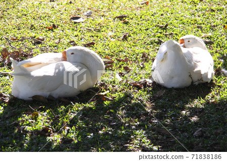 居住在聖保羅的巴西高喬 71838186