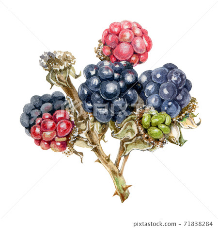 Blackberry branch with berries watercolor image. Blackberry branch with berries watercolor image. 71838284