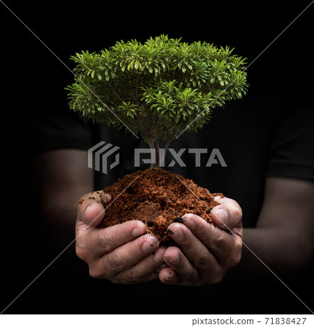 Tree sprout on hand 71838427