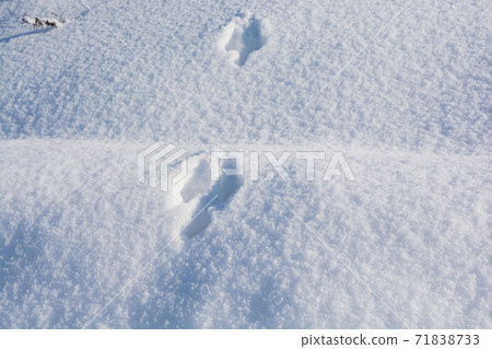 Footprints of wildlife on snow Footprints of wildlife on snow 71838733