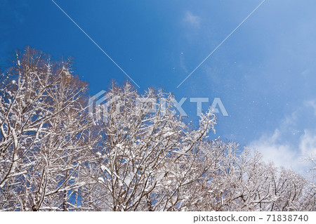 Snow-covered winter forest and blue sky Snow-covered winter forest and blue sky 71838740